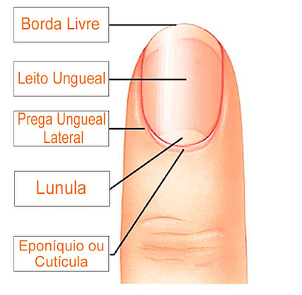 Anatomia das unhas meramente ilustrativa